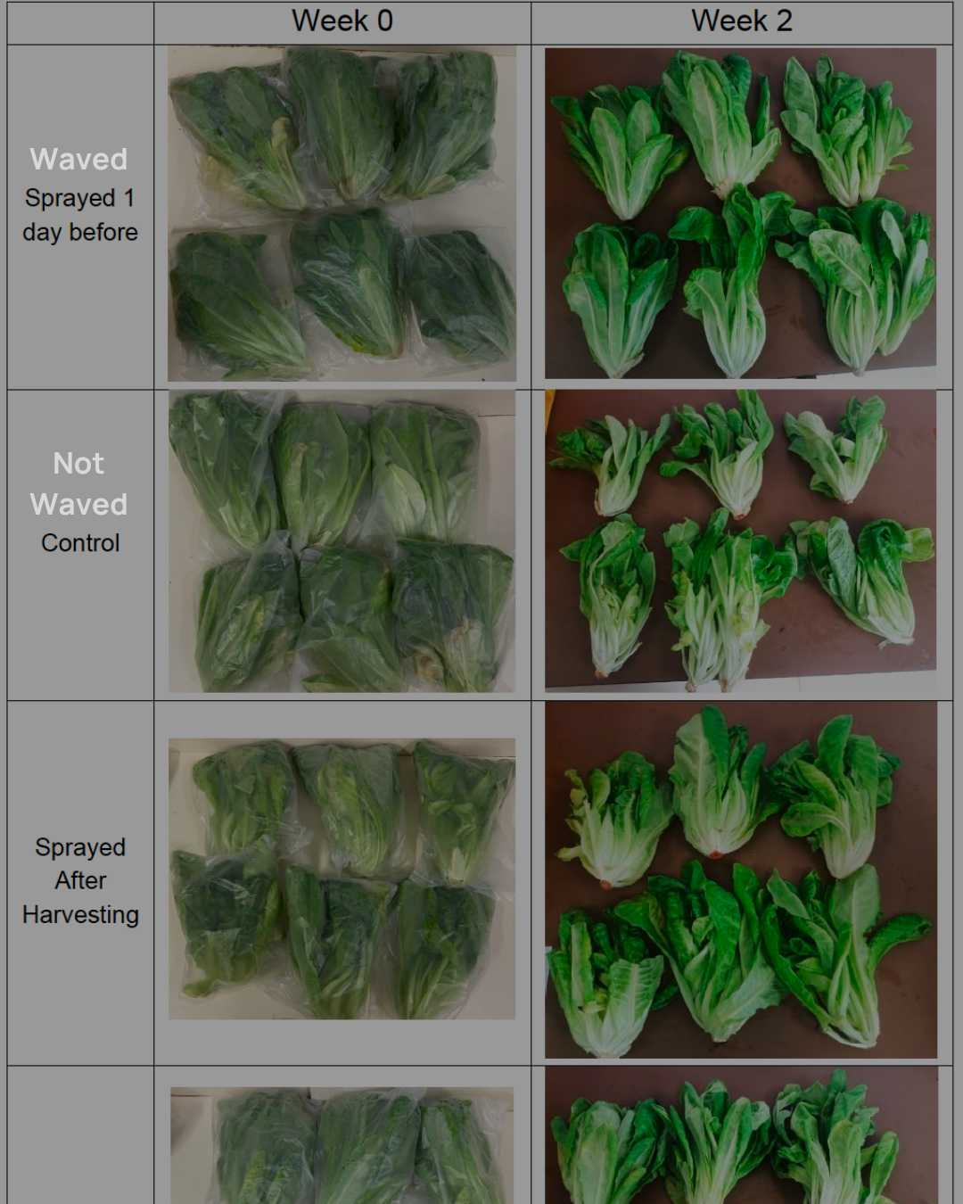 Minimising yield loss by protecting against oxidation.